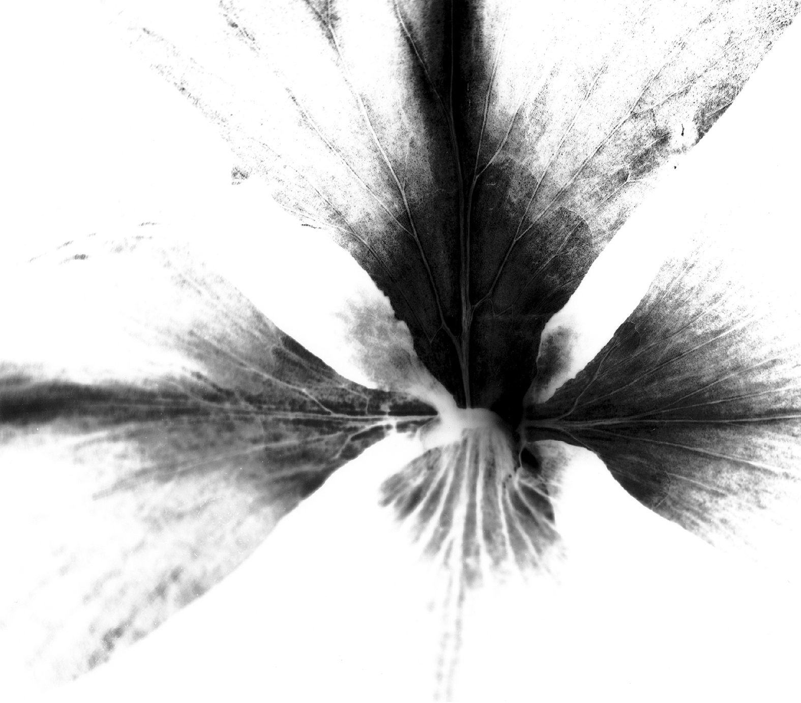 Rose Petals, No.3